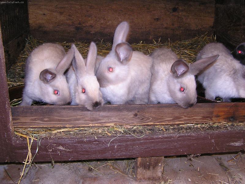 Foto: Kr�li�� sourozenci