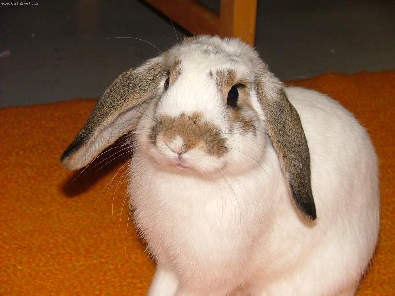 Foto: kr�l��ek