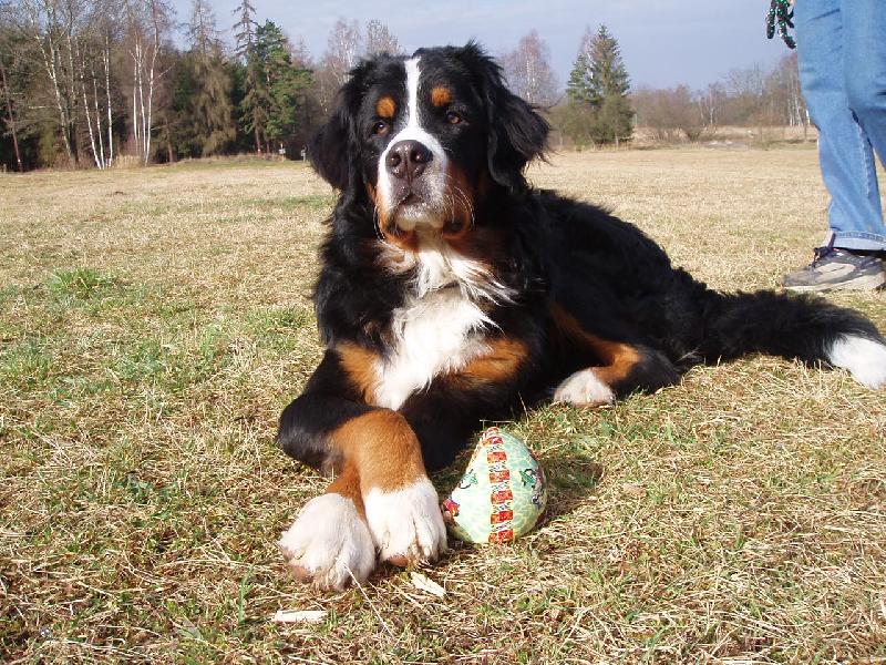 Foto: Amadeus-ber��ck� fe��k