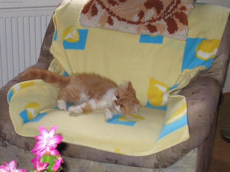 Foto: Pum�k-Na n�v�t�v�, ale jako doma :-)