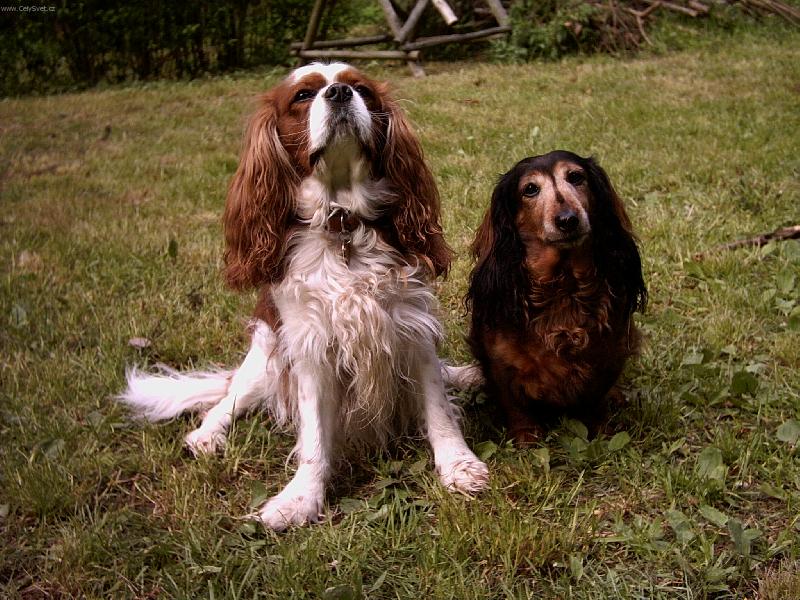 Foto: ...budeme se milovat, v nemoci i ve zdrav�, v chudob� i bohactv�....