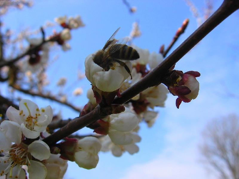 Foto: v�elka M�ja