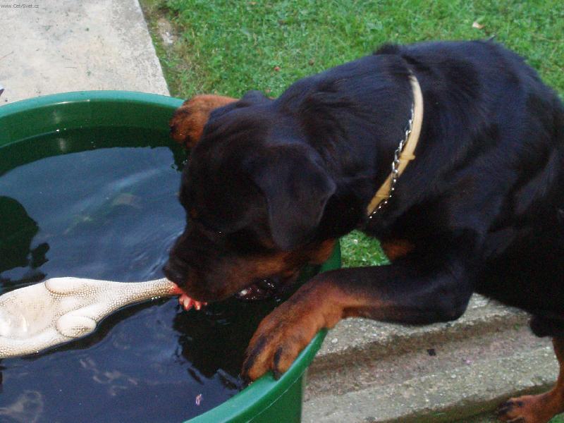 Foto: Mus� se vykoupat