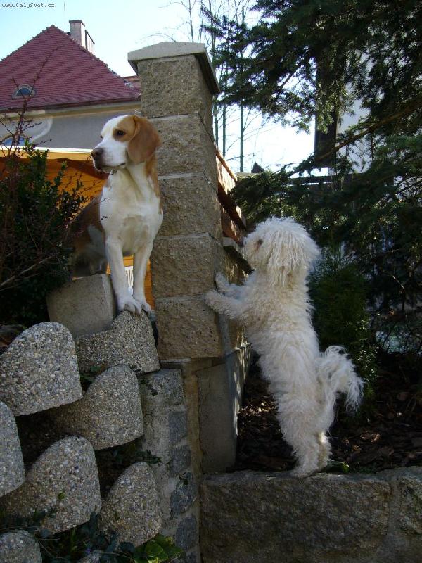 Foto: Staneme se kamar�dy ???-B�gl Barth a bolo���ek Am�k