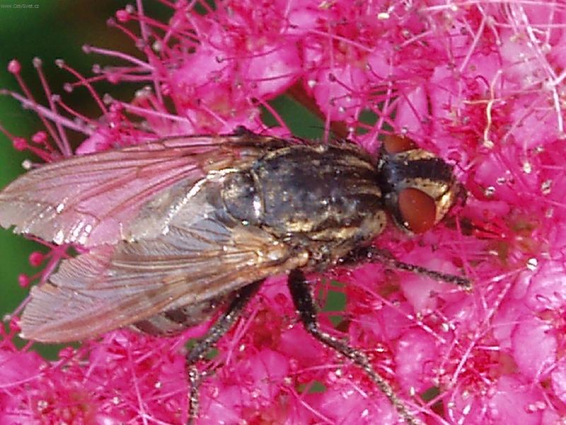 Foto: Tavoln�k a moucha