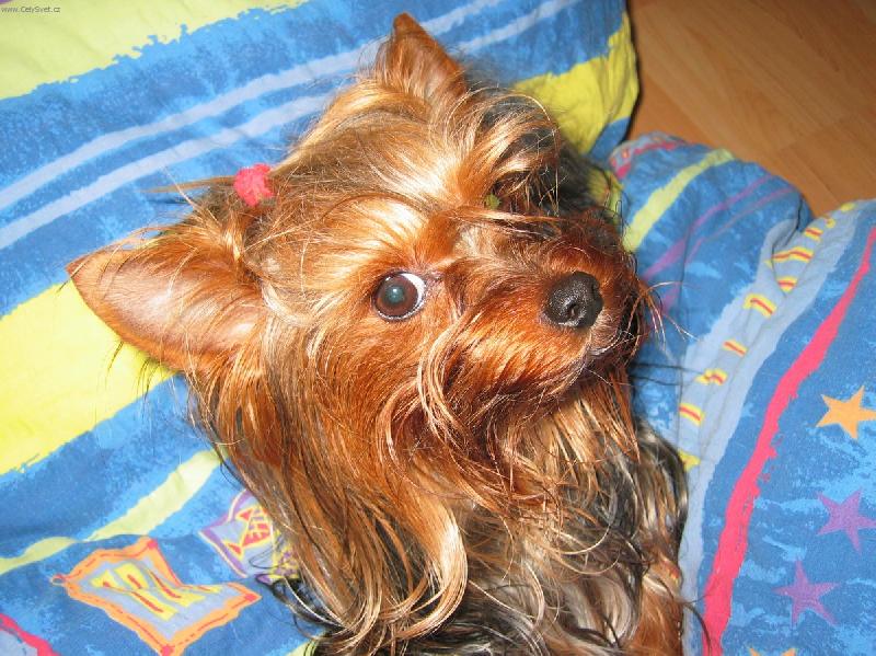 Foto: Bastien Golden Z Nov�ho sv�ta-Bastienek