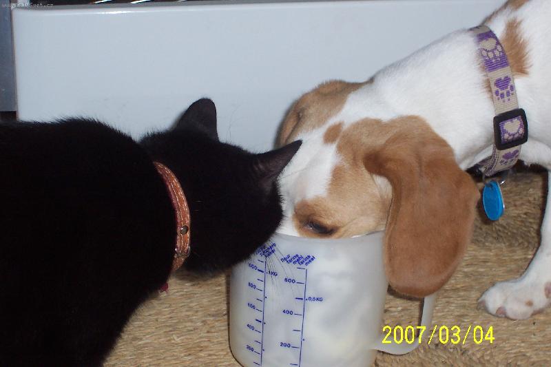 Foto: Na�i mazl��ci-mlsouni