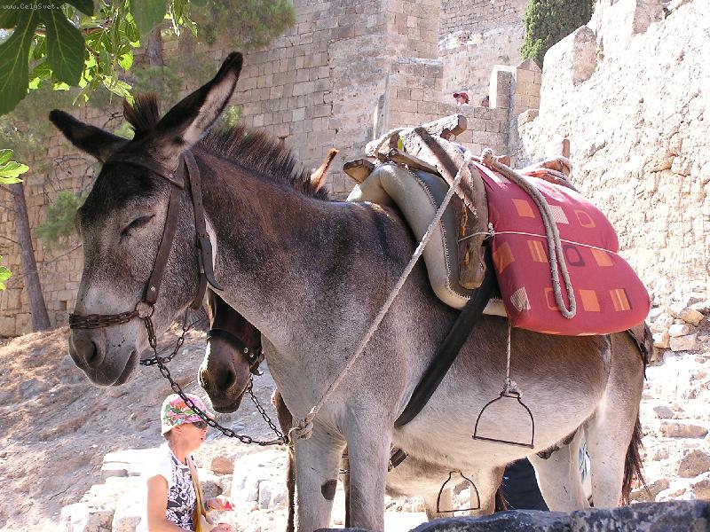 Foto: TAXI - voln�