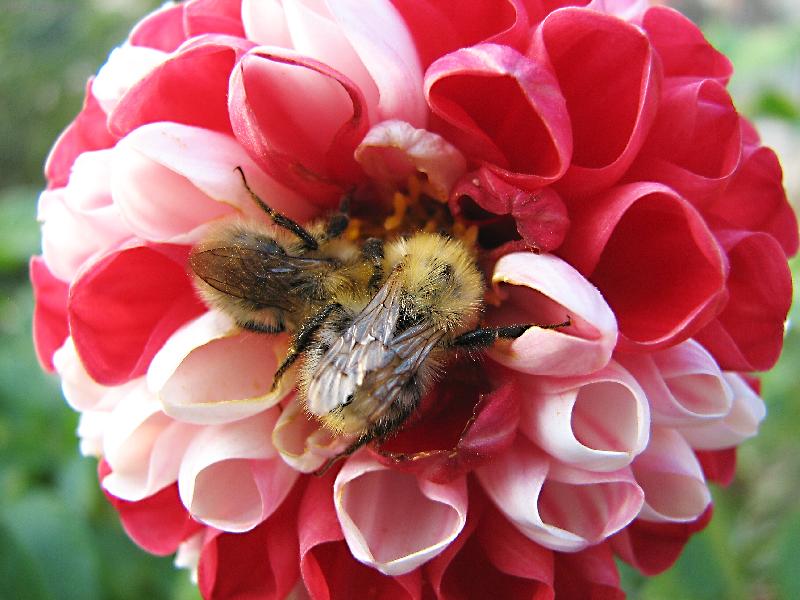 Foto: �mel��� pranice