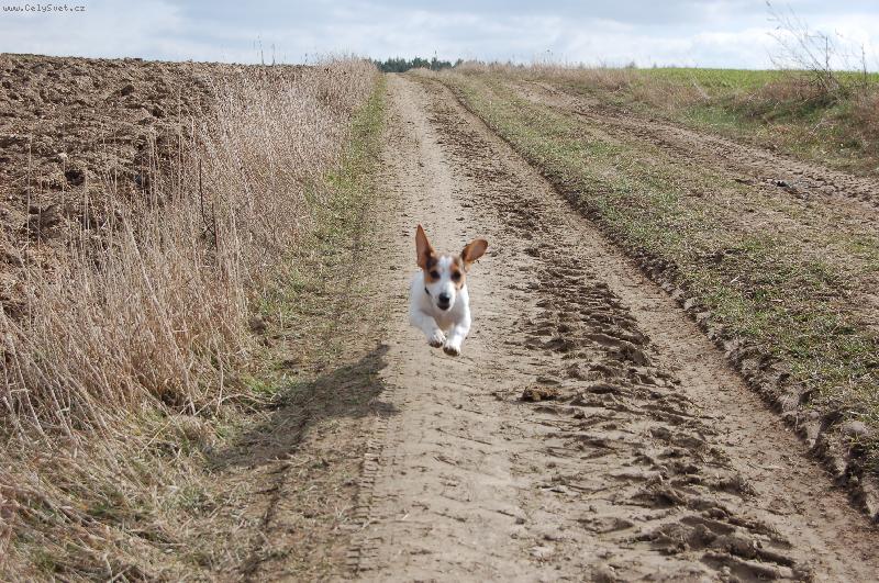 Foto: Bucefalos u� k v�m let� :)