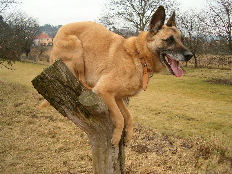 Foto: Veverkopes..Hasan:)