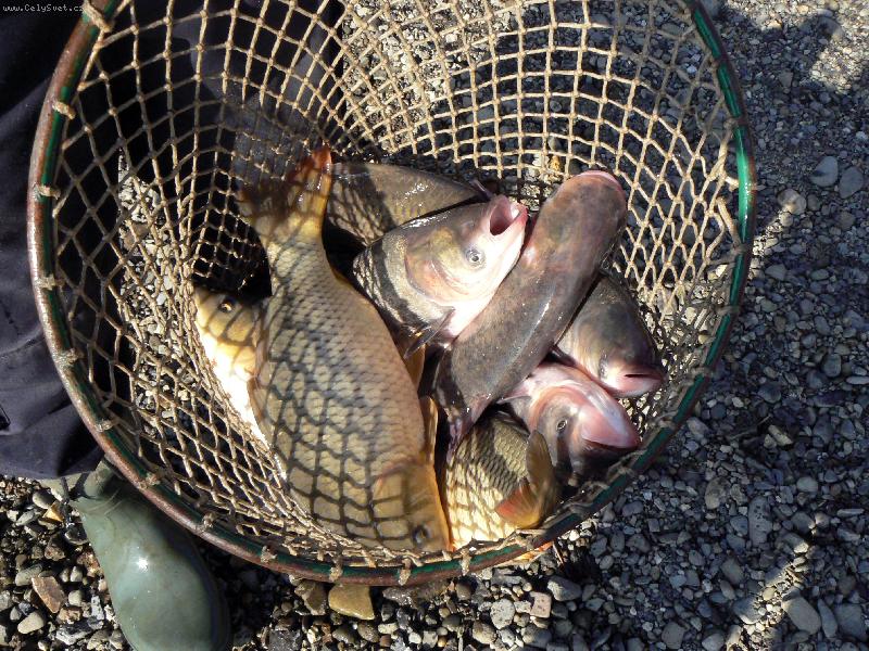 Foto: Podzimn� v�lov-N�co z vodn� ��e