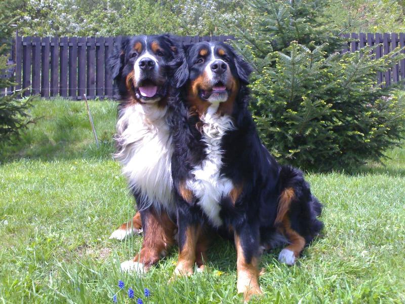 Foto: Dvouhlav� sala�-M�me dv� hlavy a je n�m dob�e