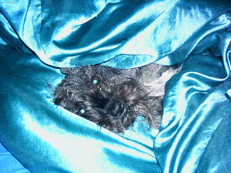 Foto: Nikinka-neru�te, odpo��v�m!