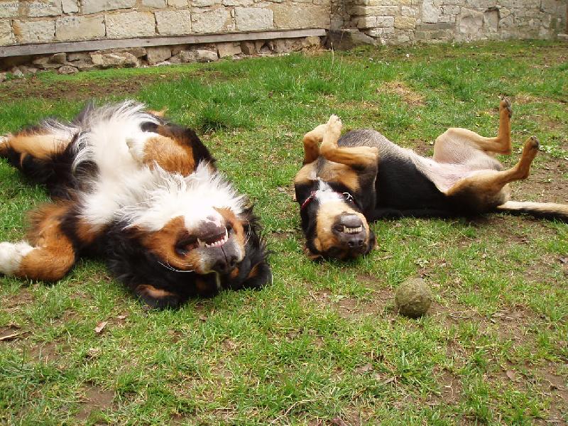 Foto: Amadeus a Sindy-Vesele jen vesele �ivot mus� br�t!!!