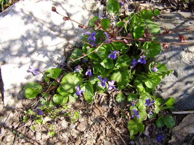 Foto: Fialinky-Jaro je tu