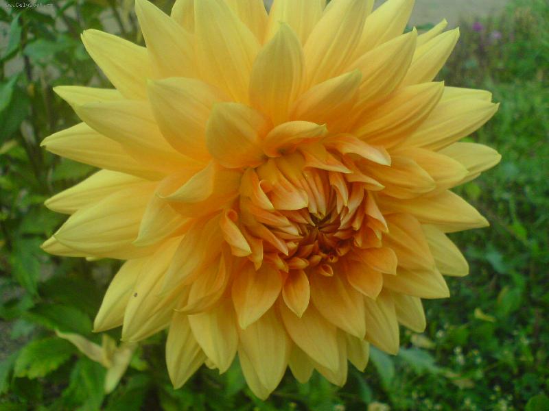 Foto: jako slun��ko