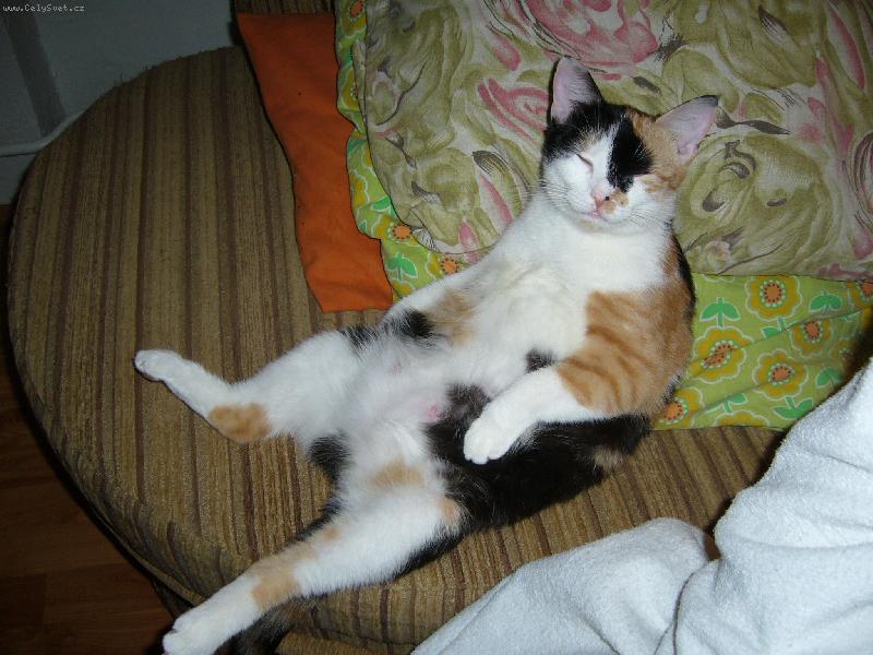 Foto: mind��ek u televize-maminka dokojila a �up na televizi :-) takhle se s n�mi d�v�