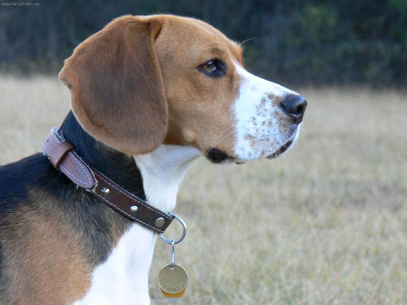 Foto: Biggy z profilu