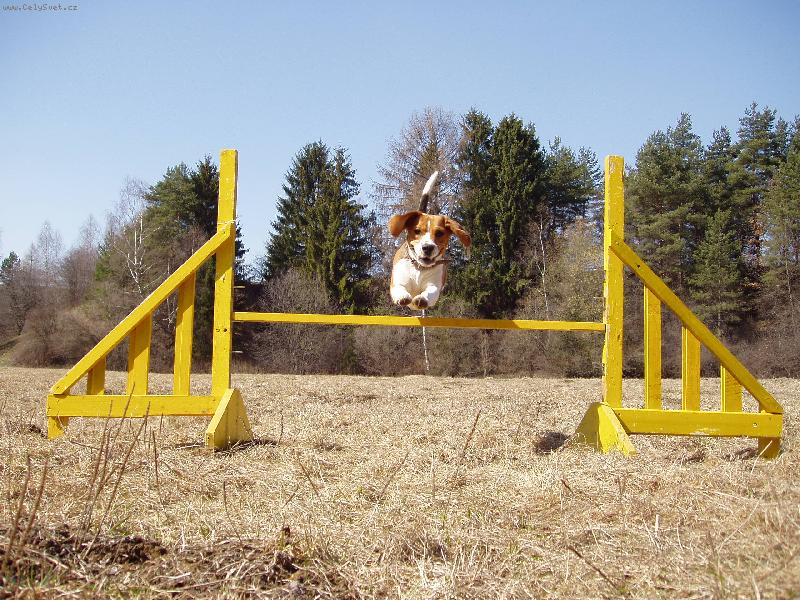 Foto: J� let���m !!!-Biggy na tr�ningu agility