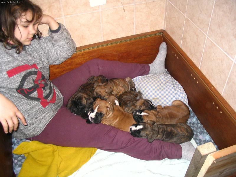 Foto: K�ja a 8 boxe��k�-Tady je n�m dob�e