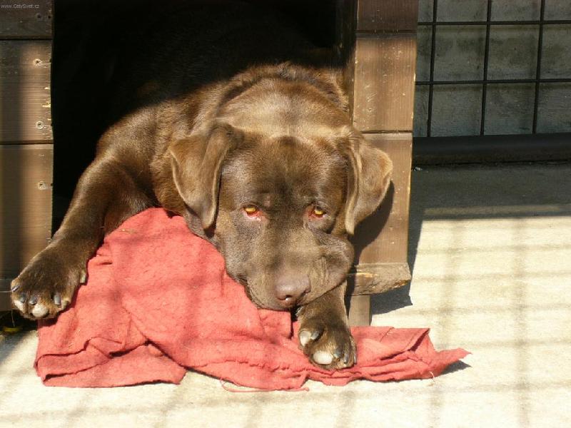 Foto: Yog�k-neotravuj a rad�i m� nech je�t� sp�t! :D