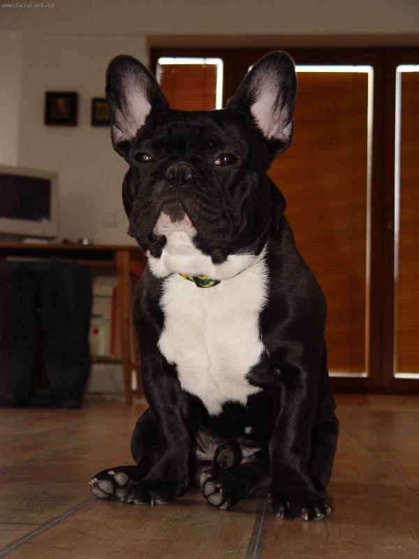 Foto: Fred Haj�man von Garden-n�co k j�dlu?