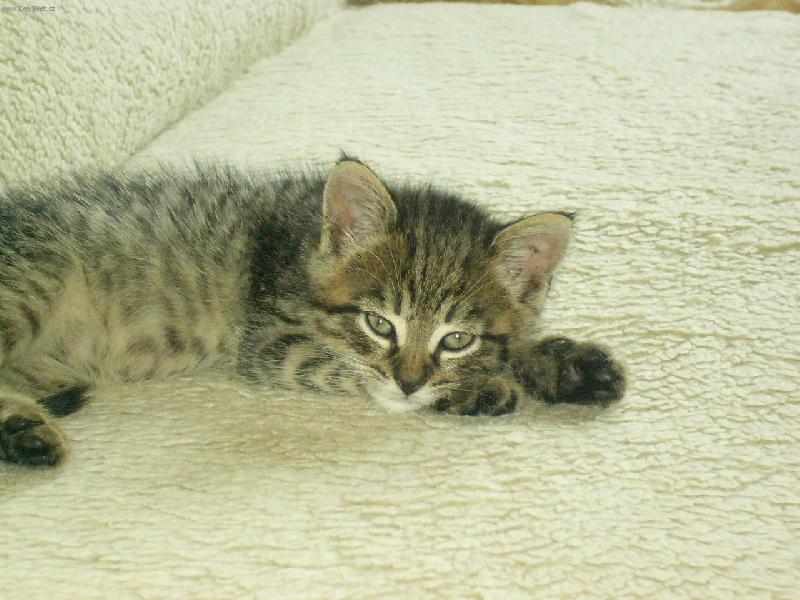 Foto: Tyg�ice-A pusinka bude? :o))))