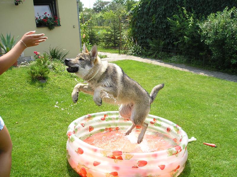 Foto: Cid St�n Vlka-jsem jako delf�n....