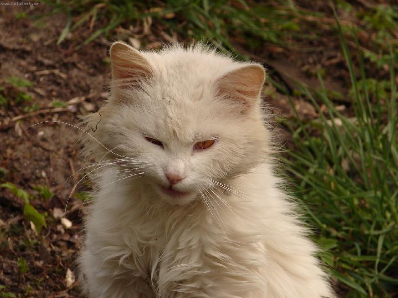 Foto: �ekni s�r...