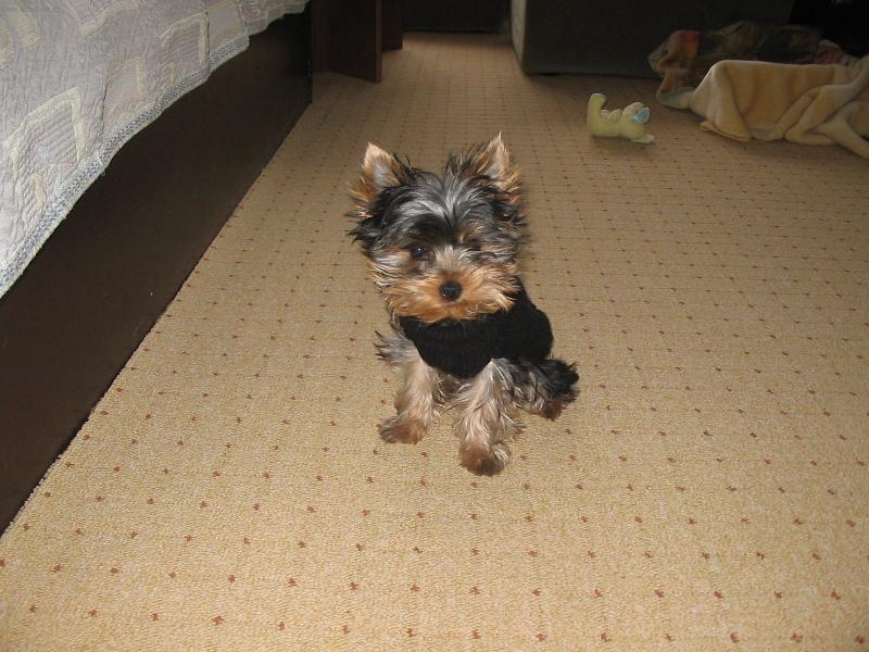 Foto: Tak jdem ven? Nebo ne?-Oble�en� Rocky