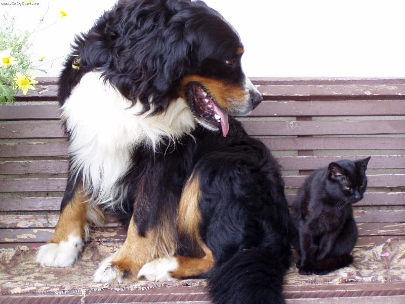 Foto: Dyk a �ertice-Dyk je s �ertic� nejlep�� k�mo�...spolu sd�lej� lo�e i misku s j�dlem...