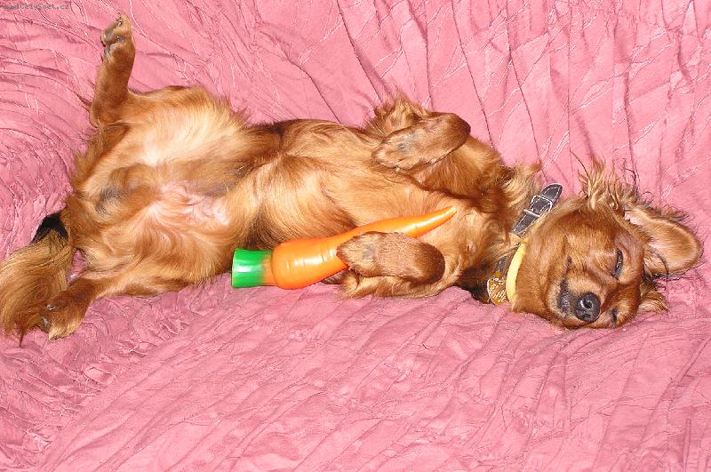 Foto: Svou mrkvi�ku j� m�m r�d a proto s n� chod�m sp�t...