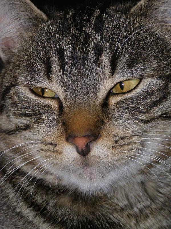 Foto: Ko�i�� kr�sa-I kdy� nen� �lecht�n�, je p�kn� :)