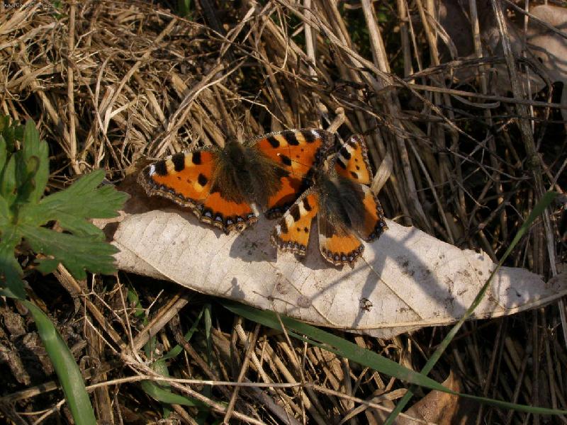 Foto: Jarn� mot�l� l�ska