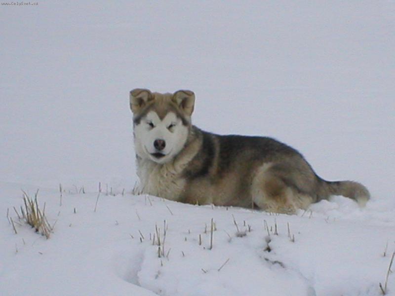 Foto: m�j mal� velk� klaun-Akkinaka blbne