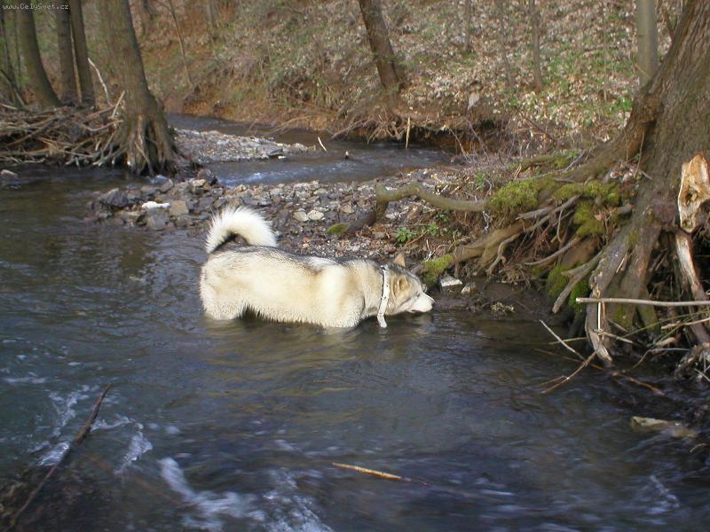 Foto: akkinka-co je tam vydra