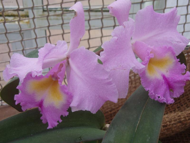 Foto: Orchidea