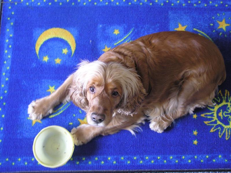 Foto: Dejte mi naj����st-Pejsek m� hlad,tak si donesl mysku.