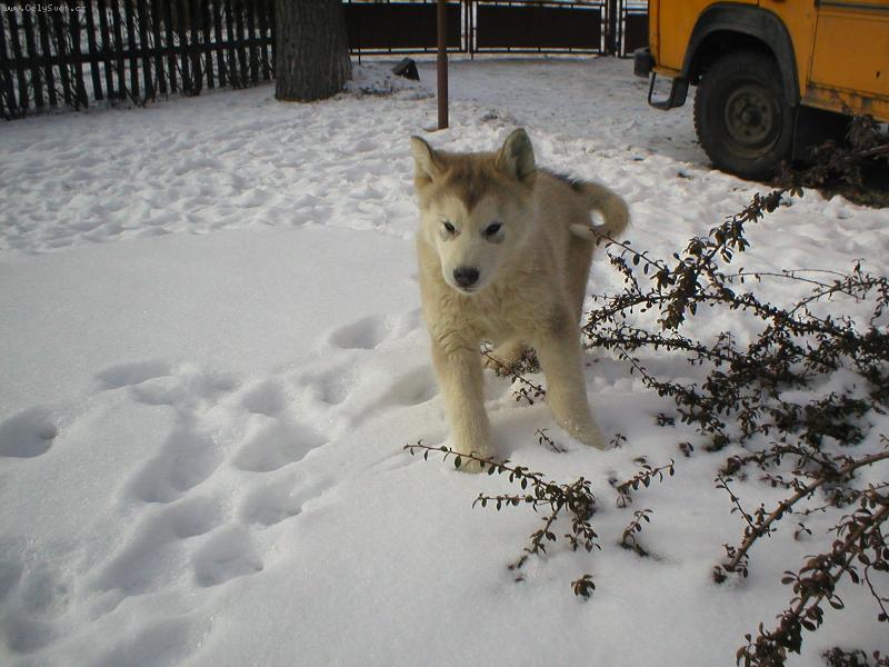 Foto: Akkine�ka-Akkinka v zim�