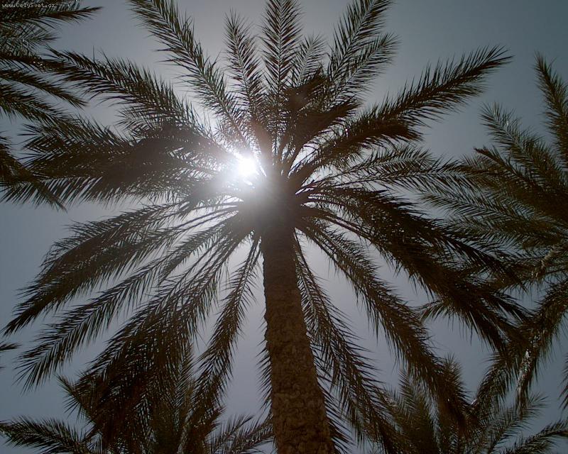 Foto: ... jen ti�e sn�t ve st�nu datlov� palmy ...