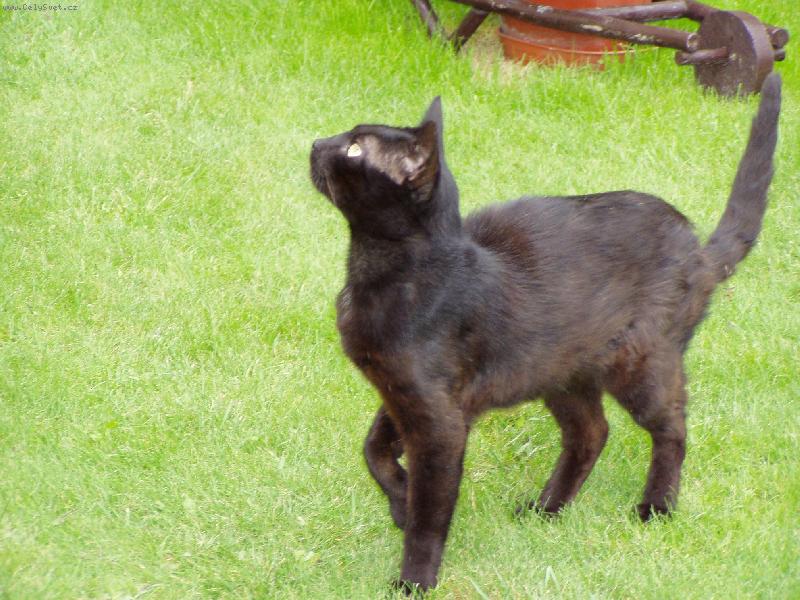 Foto: �majdalfek-ja nejsem k��, fakt.....