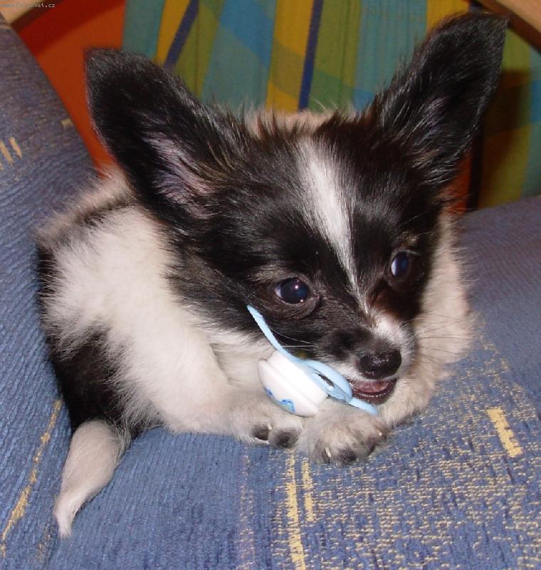 Foto: Cumelka-Amadeus..dvoum�s��n� �t���tko a cumelka