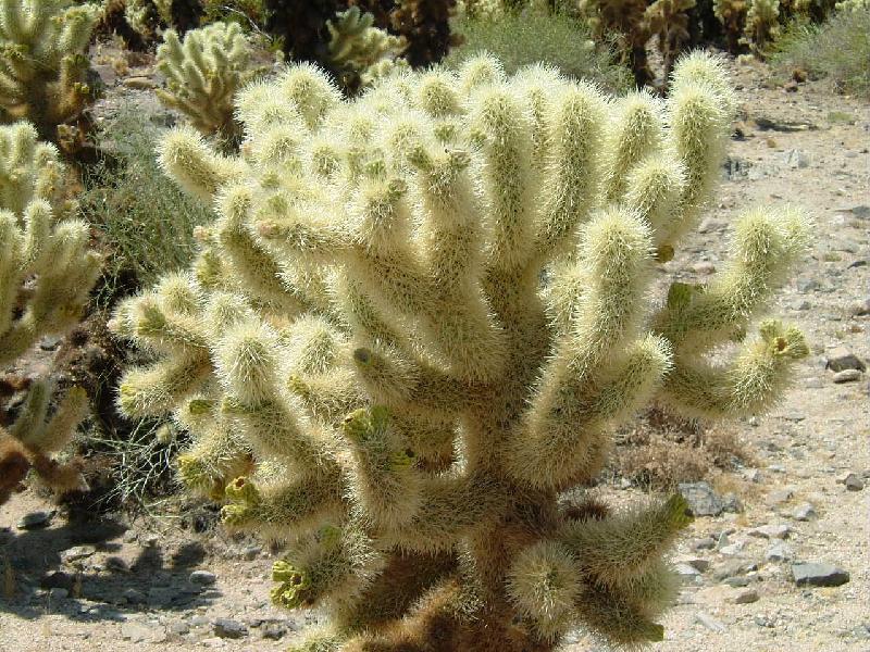 Foto: Nesahat - p�ch� to!-Kaktus v n�rodn�m parku Joshua Tree