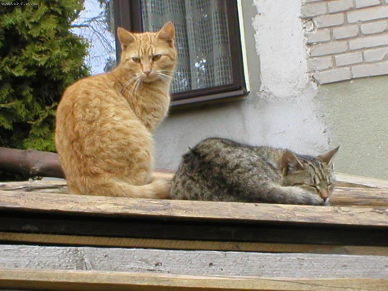 Foto: Sourozenci-Mike� a Micka