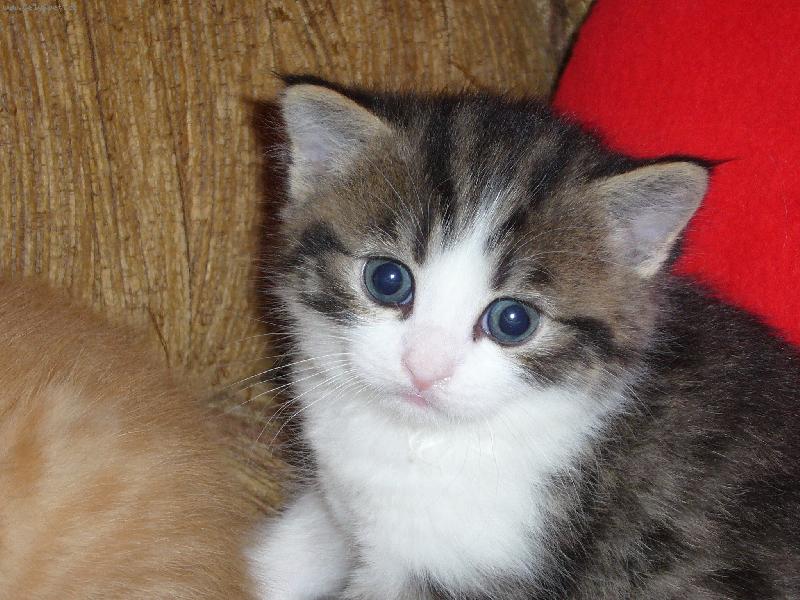 Foto: jedno z na�ich m�s��n�ch miminek-to je n� Chicco, �um��ek