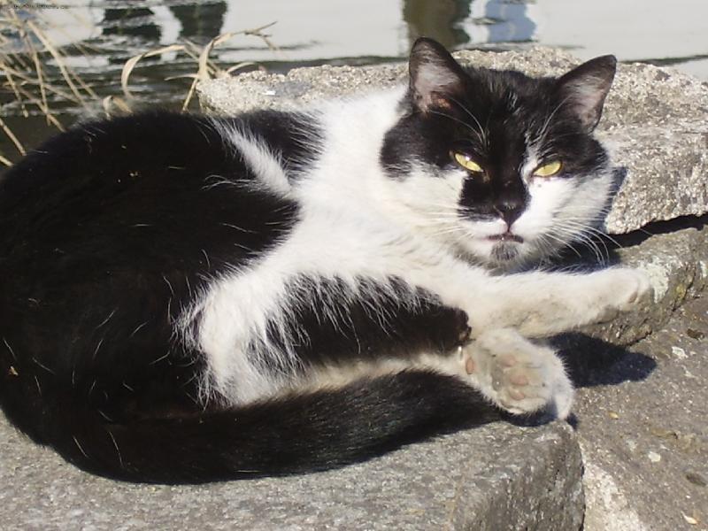 Foto: Mac��ek-Macek je prost� lenoch