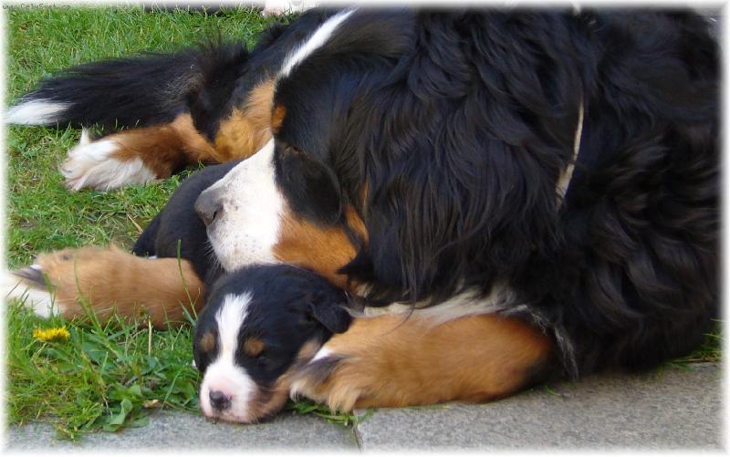 Foto: Amadeus s mam�ou