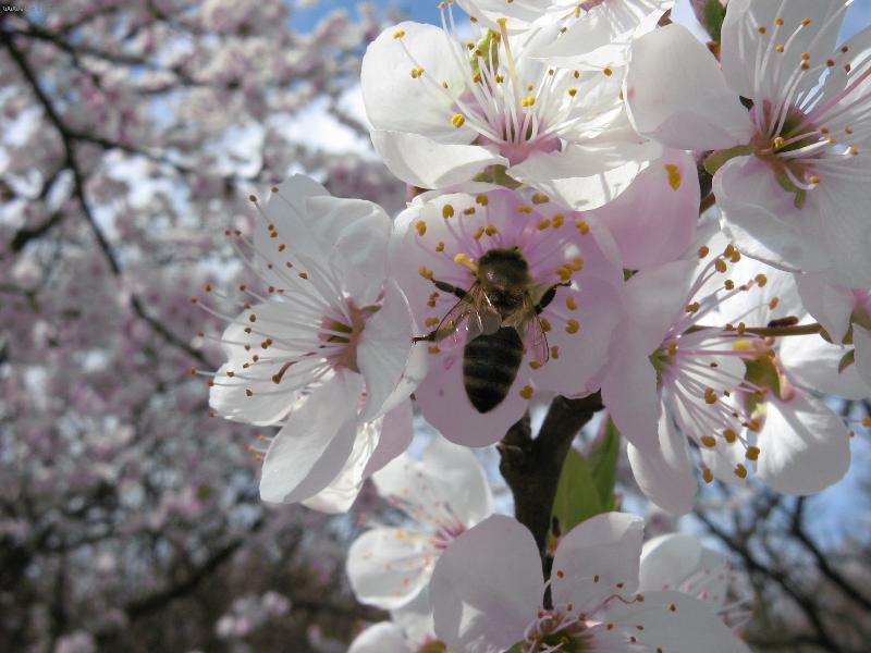 Foto: V�ela na jabloni...