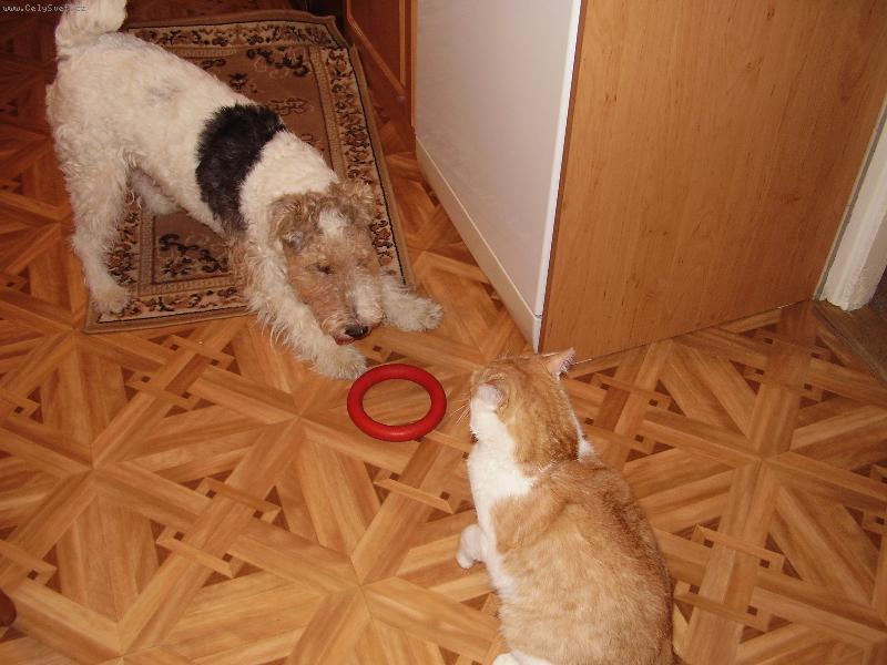 Foto: spr�vn� dvojka-...nenap�ahuj!! Ten krou�ek je m�j!